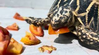 Tortoise eating tomato [upl. by Kendra]