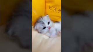 Funniest animals  cute cats and kittens  catlover cute funny [upl. by Lacey]