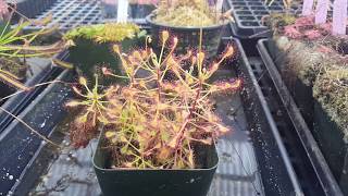 Drosera madagascariensis – delicate topical sundew [upl. by Banks]