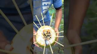 Bushcraft Skills Simple and Very Useful Coconut Fish Trap survival camping outdoor bushcraft [upl. by Anoyet]