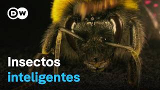 La asombrosa inteligencia de los abejorros las avispas y otros insectos  DW Documental [upl. by Milli239]