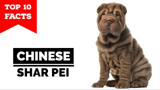 Chinese Shar Pei  Top 10 Facts [upl. by Hayden930]