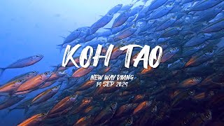 스쿠버여행  태국 꼬따오 2024년9월  Scuba trip to Koh Tao Thailand SEP 2024 [upl. by Karyl]