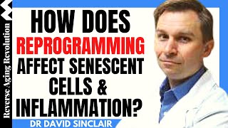 How Does Reprogramming Affect Senescent Cells amp Inflammation  Dr David Sinclair Interview Clips [upl. by Ahsercel177]