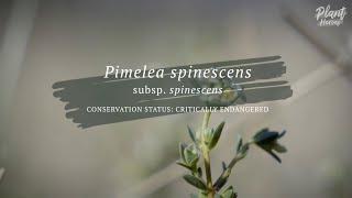 Digging up the Spiny Riceflower Pimelea spinescens subsp spinescens [upl. by Axel833]