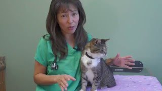 How to treat feline acne  Dr Justine Lee [upl. by Auos638]