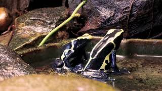 Dendrobates Tinctorius Cobalt calling and courting [upl. by Netsirt]