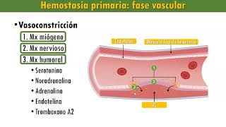 Hemostasia Etapas Fase vascular plaquetaria coagulación de la sangre fibrinólisis [upl. by Aiuqes]