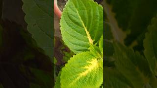 Coleus plant ko cutting se kaise lagaen propagation beautiful leaves easy coleus ytshorts [upl. by Aerdnna]