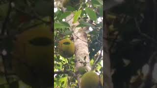 Nangka Artocarpus heterophyllus bukan hanya buahnya tp batang yg panjang cocok utk kerajinan [upl. by Ahrat]