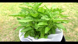 How to Harvest Ong Choy Seeds And Grow Them in Hydroponic [upl. by Linnea]