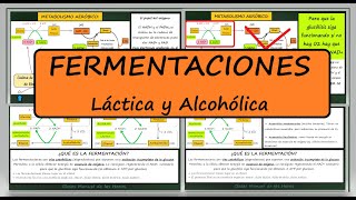 Fermentaciones Láctica y Alcohólica Metabolismo Catabolismo Biología Bachillerato Bioquímica [upl. by Noryt]