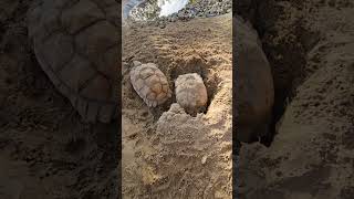 Giant tortoises busy digging 🐢 Nature Wildlife Amazing short [upl. by Kalikow]