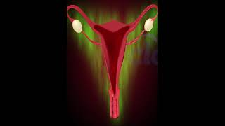 Menstrual Cycle or Period 3D Animation [upl. by Stander]