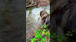 Relaxing Nature River Water🌊 walk with my Dog nature asmr water river [upl. by Katya]