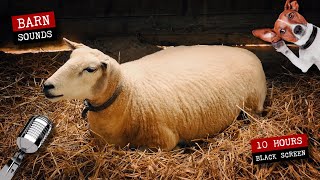 Sheep and lamb in the barn 🐑 10 hours of sheep sounds [upl. by Enirhtac441]