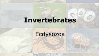 Invertebrates Clade Ecdysozoa [upl. by Gabriell661]