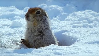 How an Arctic Squirrel Survives Winter  Wild Alaska  BBC Earth [upl. by Winchester795]