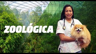 Zoológica  quotFisioterapia veterinariaquot [upl. by Yemaj]