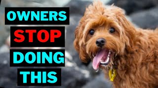 15 Things Cavapoo Dog Hate That Owners Do [upl. by Kwok]