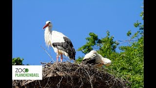 Au revoir les cigognes  À lannée prochaine  👋 [upl. by Bernt347]