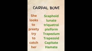 carpal bones group of bones in the hand they provide stabilityamp multidirectional movement of hand [upl. by Ardnas]