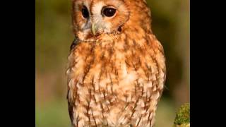 Tawny Owl Call [upl. by Hurlow252]