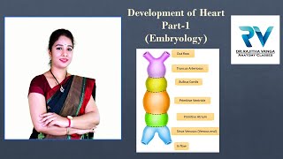 Development of Heart Part1 Embryology by Dr Rajitha Vanga [upl. by Odama]