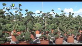 Visite de pépinière  Innocenti e Mangoni Piante à Florenceplantes méditerranéennes  Truffaut [upl. by Nytsirt251]