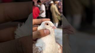 Pet market se le li  kabootar minivlog petsvlog rabbit pet animals shorts kabutar birds [upl. by Heida466]