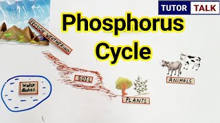 Phosphorus cycle  in Hindi  Biogeochemical Cycle [upl. by Aniretak]