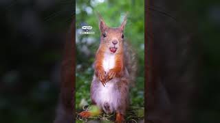 The wildlife love his camera 📸 🐿️ 🎥 TikTok  squirrelsbyfotoscenen [upl. by Okkin]