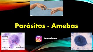 PROTOZOOS 🦠  AMEBAS ✅  PARASITOLOGIA [upl. by Dierolf]