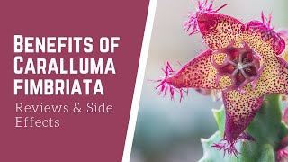 What is Benefits of Caralluma Fimbriata Reviews and Side effects [upl. by Eseenaj807]