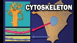 THE CYTOSKELETON  MICROTUBULES INTERMEDIATE FILAMENTS MICROFILAMENTS [upl. by Eittel362]