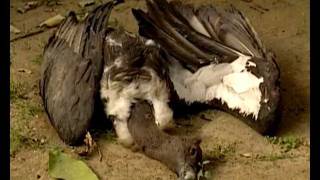 Vanishing Vultures  From Millions to near extinct [upl. by Greta306]