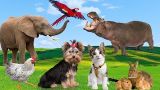 Familiar animal sounds  Dog cat elephant hippo rabbit chicken  Animal Moments [upl. by Kirima771]