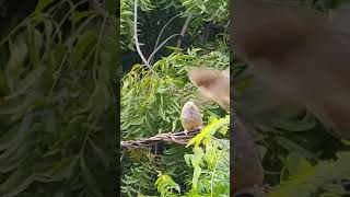 Yellow  Billed Babbler [upl. by Llemhar]