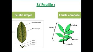 Lappareil végétatif des spermaphytes la feuille [upl. by Anedal]