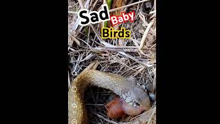 Sad baby bird hunting by hungry snake  scary moment  aggressive snake  animal  wild nature [upl. by Neeroc]