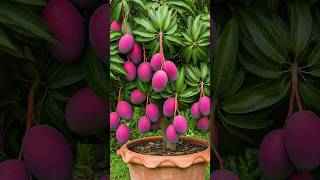 🌿Can You Really Grow Mango Tree at Home mango gardening [upl. by Aihtenyc]