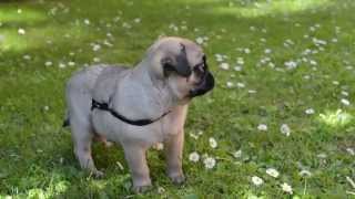 PUG  Thors first day [upl. by Joashus688]