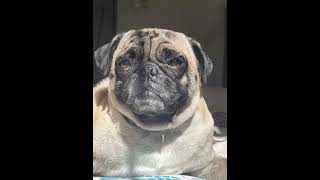 Solecito 🐾☀️👀 pugspugspugs pets pug puggle mascotas puggy puglife puppy pugnation feliz [upl. by Aelrac]