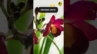 Orchids Facts shorts facts orchids orchidflower orchidforest [upl. by Selle]