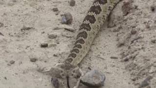 HUGE Rattlesnake Advances On Me [upl. by Brendin]