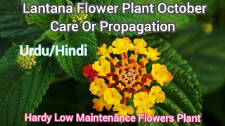 How To Grow And Care lantana flower Plant At Home  Lantana Plant Propagation Fertilizer Hindi [upl. by Naitsihc]