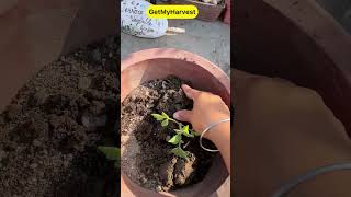 Special Tips for growing Tomatoes  Ab dher saare tamatar ugalo shorts [upl. by Evante429]