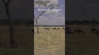 Wildebeest Encounter Like Never Before at Tarangire Safari 2024 [upl. by Asirem]