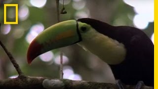 Birds of Paradise  Toucan  National Geographic [upl. by Hluchy]