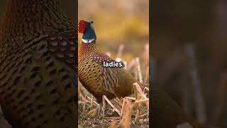 Did You Know This About Pheasants [upl. by Leroi]